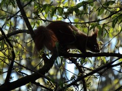 Sciurus vulgaris