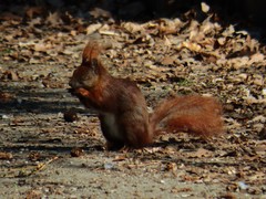 Sciurus vulgaris