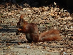 Sciurus vulgaris