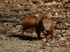 Sciurus vulgaris