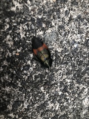 Eucorydia dasytoides