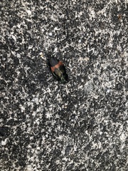 Eucorydia dasytoides