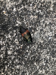 Eucorydia dasytoides