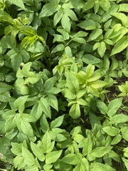 Aegopodium podagraria
