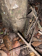 Centruroides barbudensis