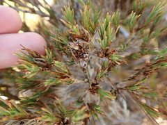 Dracophyllum pearsonii