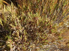 Dracophyllum pearsonii