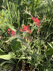 Castilleja rupicola
