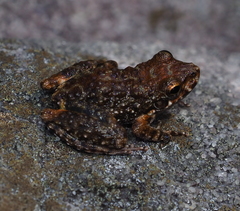 Litoria meiriana