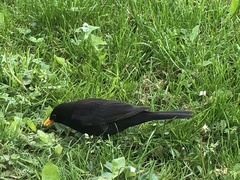 Turdus merula