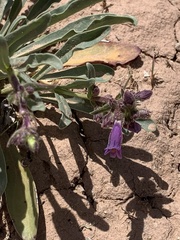 Penstemon breviculus