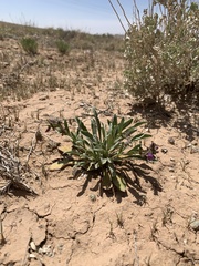 Penstemon breviculus