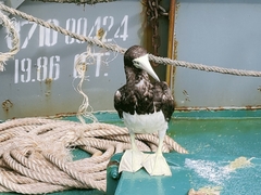 Sula leucogaster