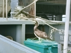 Sula leucogaster