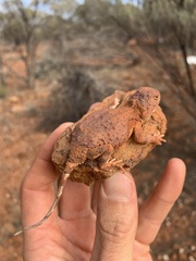 Tympanocryptis pseudopsephos