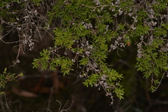 Eremococcus pirogallis