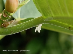 Ricania speculum