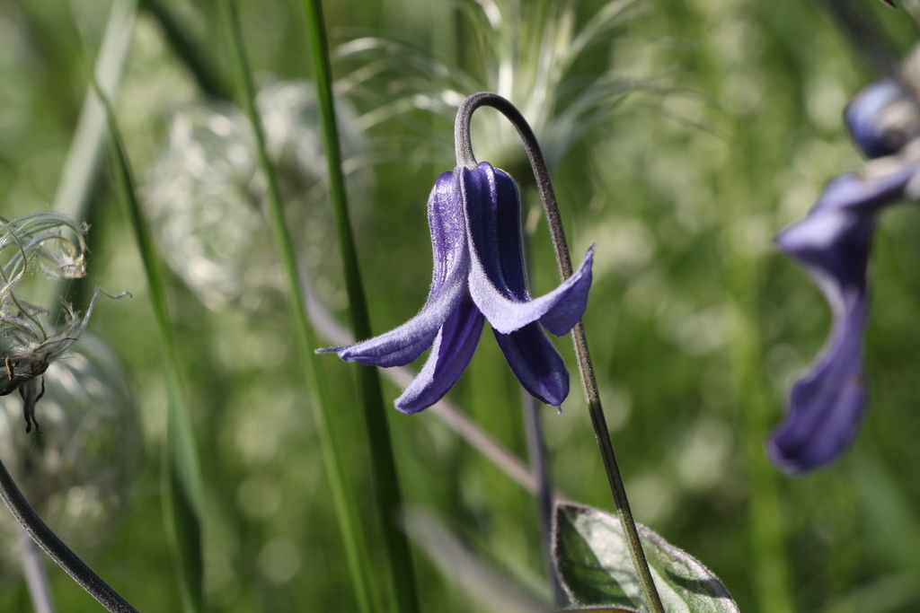 Solitary clematis (Clematis integrifolia)