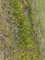 Lilaeopsis carolinensis