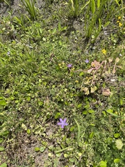 Lilaeopsis carolinensis