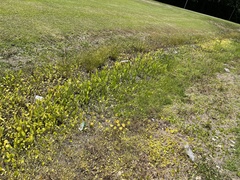 Lilaeopsis carolinensis