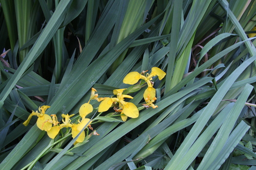 Iris pseudacorus