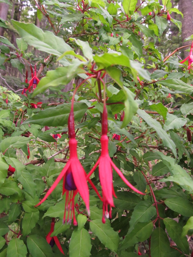 Hardy Fuchsia from Lago Argentino Department, Santa Cruz Province ...