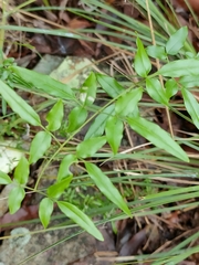 Jasminum didymum racemosum