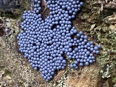 Cribraria argillacea