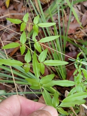 Jasminum didymum racemosum