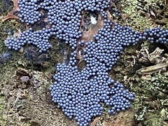 Cribraria argillacea