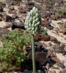 Allium artemisietorum