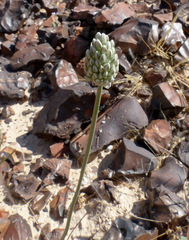 Allium artemisietorum