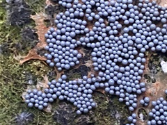 Cribraria argillacea