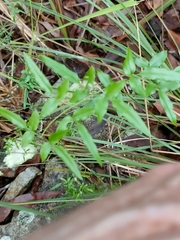 Jasminum didymum racemosum