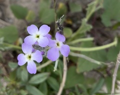 Matthiola tricuspidata