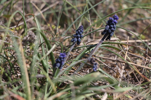Muscari neglectum