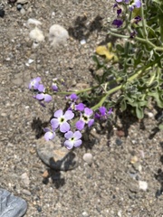 Matthiola tricuspidata