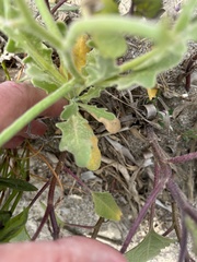 Matthiola tricuspidata