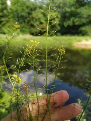 Rorippa brachycarpa