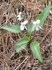 Viola patrinii