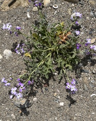 Matthiola tricuspidata