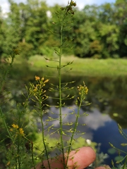 Rorippa brachycarpa