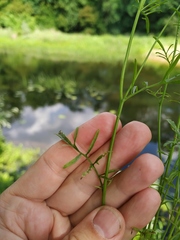 Rorippa brachycarpa
