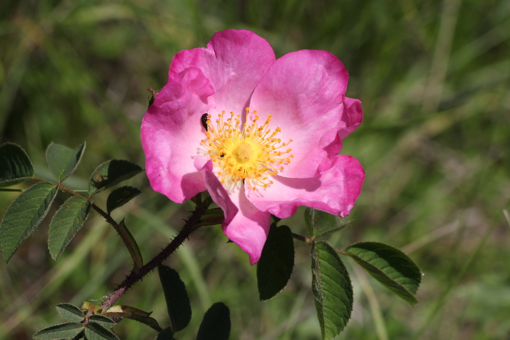 Rosa crenatula