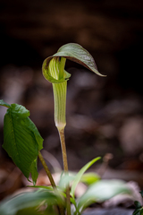 Arisaema triphyllum