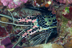 Panulirus versicolor