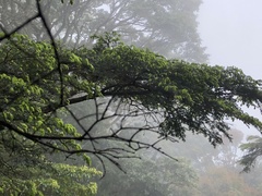 Tsuga chinensis