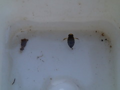 Corixoidea