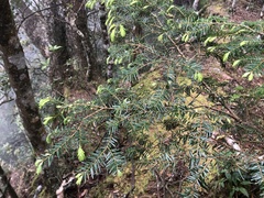 Tsuga chinensis